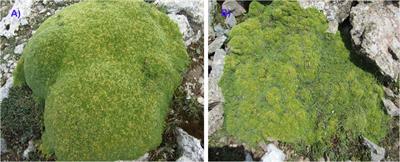 Disentangling Large- and Small-Scale Abiotic and Biotic Factors Shaping Soil Microbial Communities in an Alpine Cushion Plant System